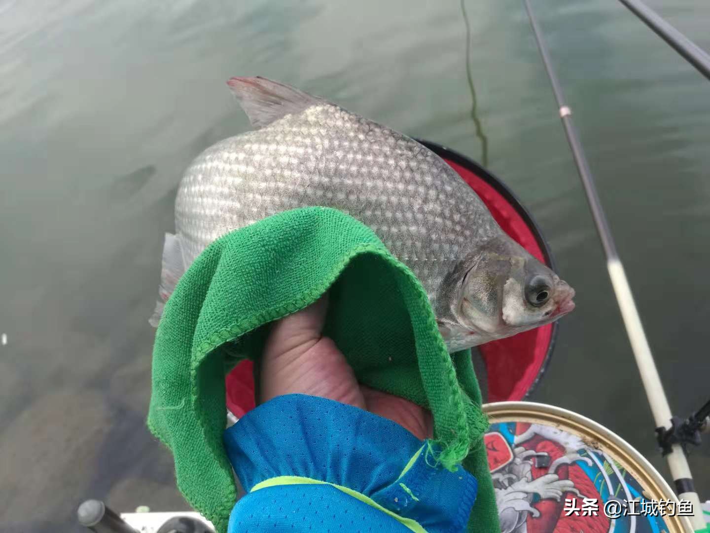 北方淡水鳊鱼怎么钓的,鳊鱼什么季节可以钓