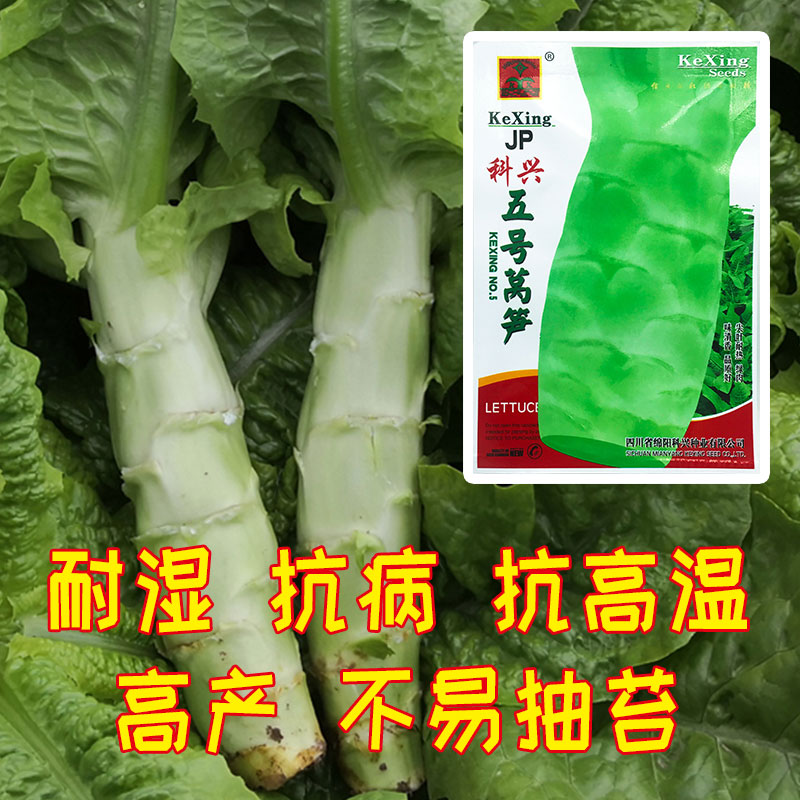 高温季节如何防止莴笋抽苔,莴笋到了抽苔期温度继续高怎么办