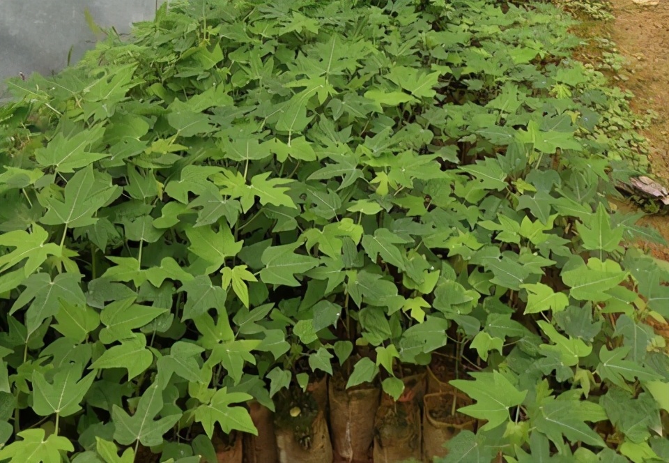 木瓜栽培技术和管理方法农技学堂,木瓜种子从发芽到采收要多久