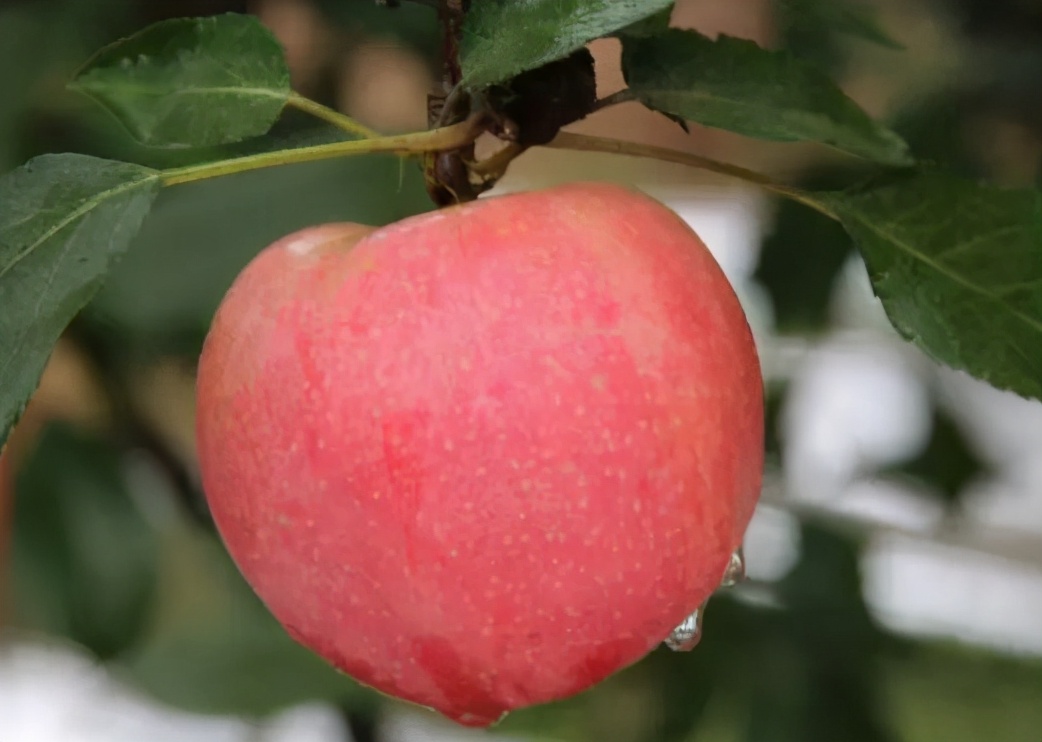 苹果正红景正美!在最甜的时候看最美的运城!