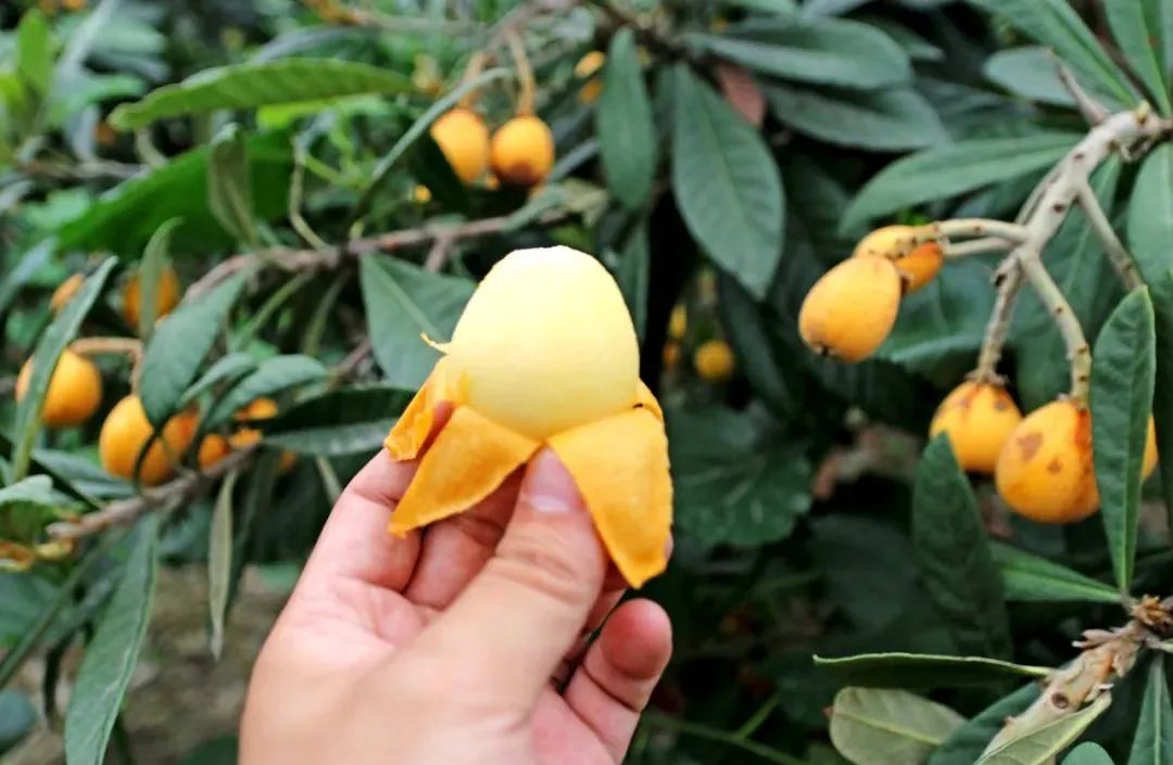 从微店售卖、朋友圈营销到直播带货...看“90后辣妈”变身塘栖枇杷电商“大神”