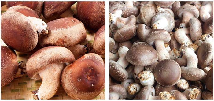 如何挑选香菇的最好方法,香菇怎样挑选才是最好的