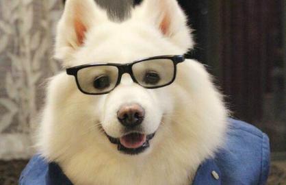 幼犬刚到家这8个危险动作,幼犬到家很害怕它死