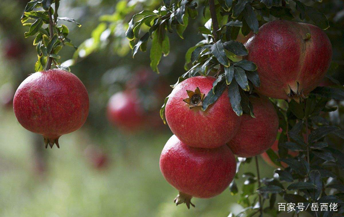 蚌埠特产何其多!新编的66种蚌埠市土特产大全,不愧为珠城