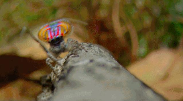 豆瓣9.6！娃刷到停不下来，还能看出人生大道理