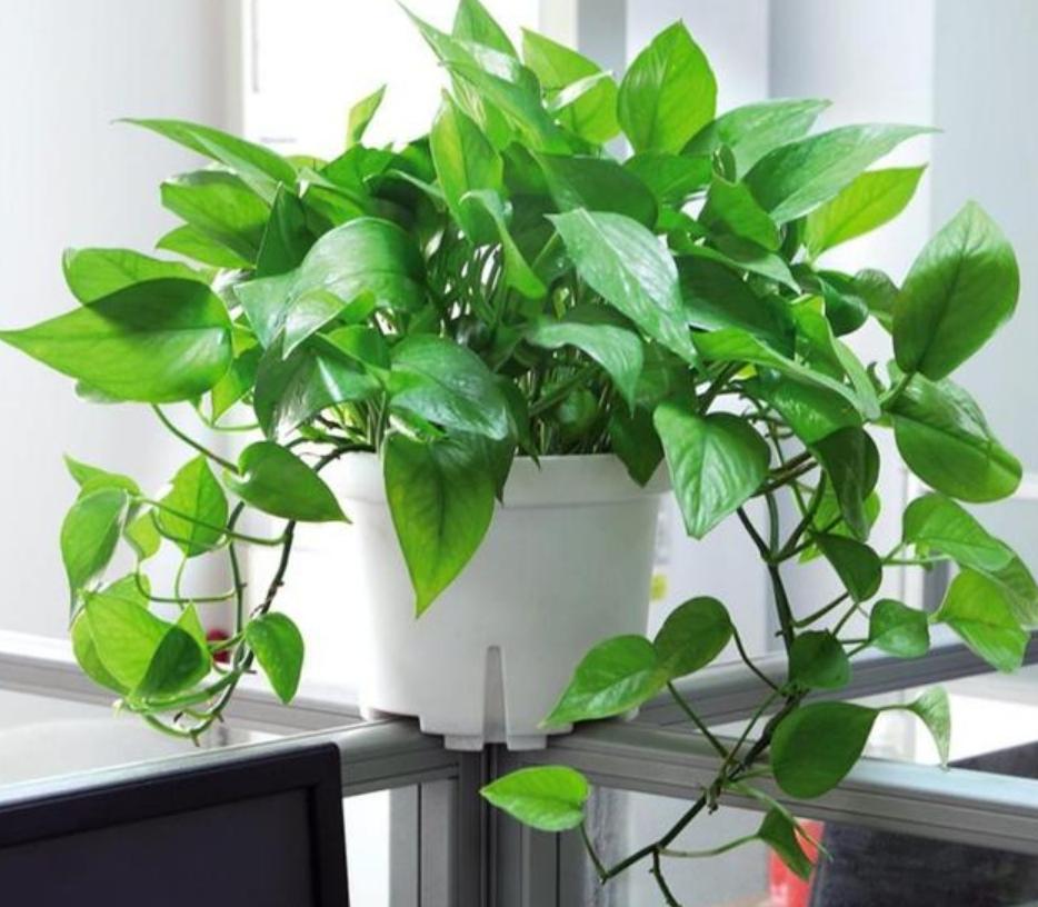 绿萝浇什么养得旺盛妙招,浇什么水才能让绿萝长得茂盛