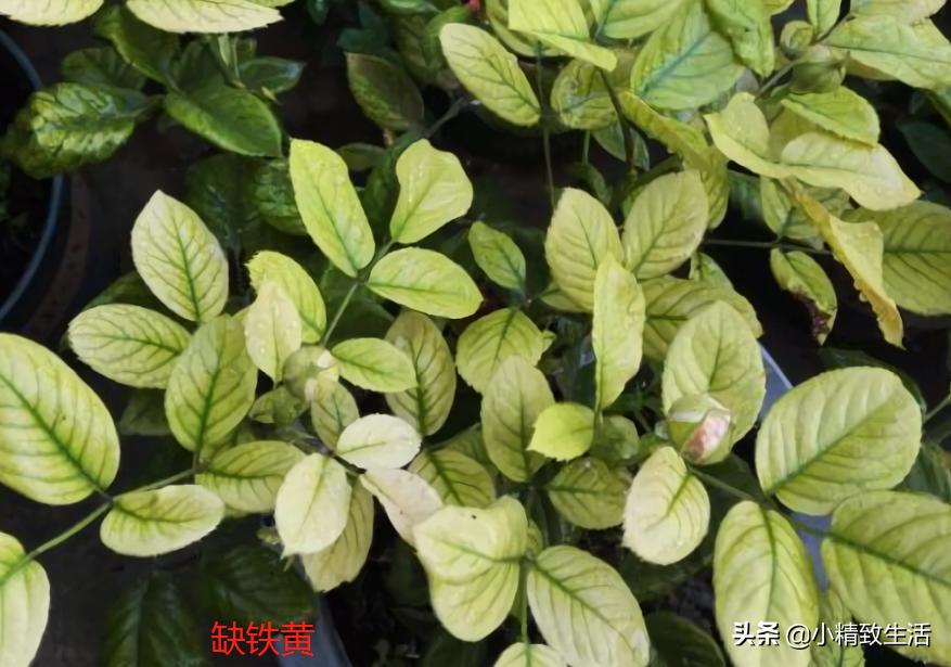 月季叶子健康,月季健康的表现