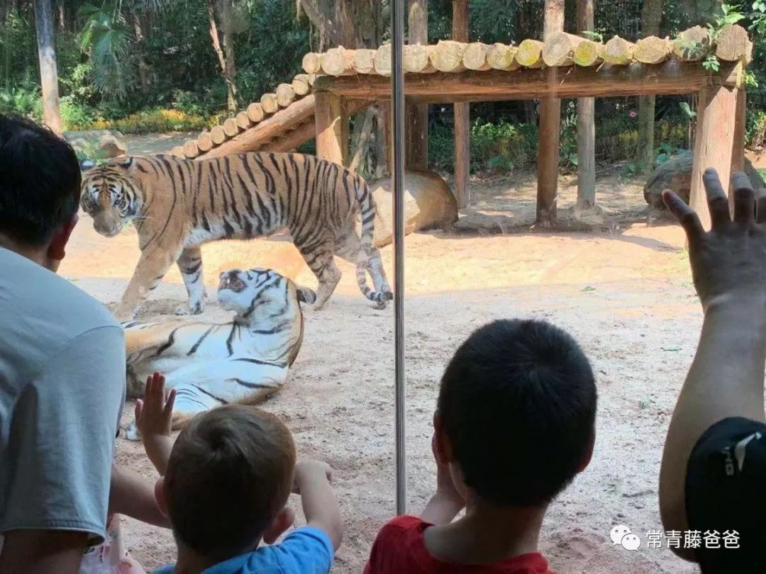 过年去珠海长隆海洋王国游玩攻略,广州长隆欢乐世界带娃一日游攻略