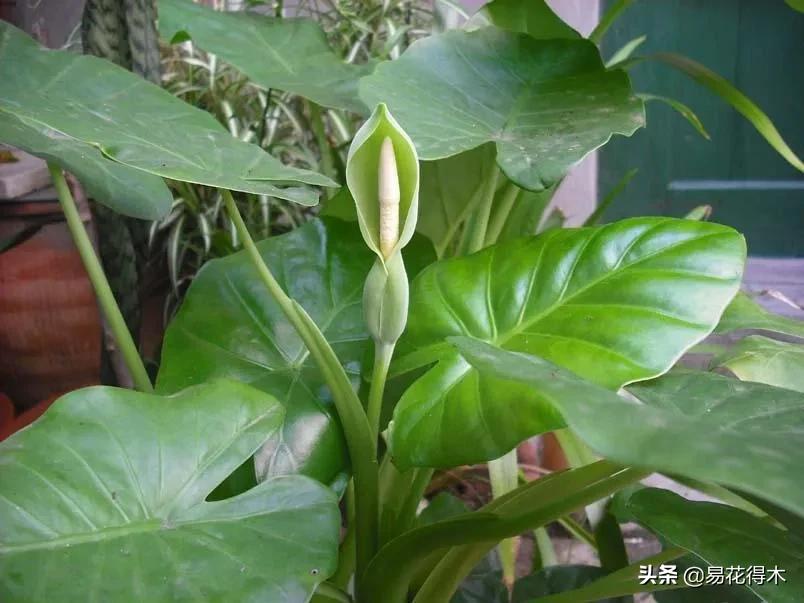 四季开花香味浓的观花植物,观叶型花卉有哪些花可以吃