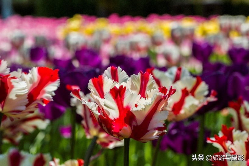 郁金香诗句经典五言,郁金香古诗词