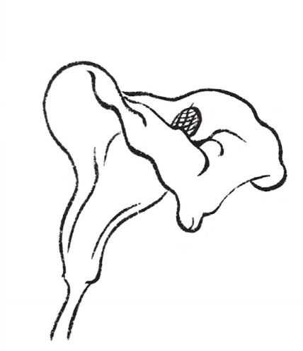 牡丹切瓣花国画画法,国画山茶花花瓣画法