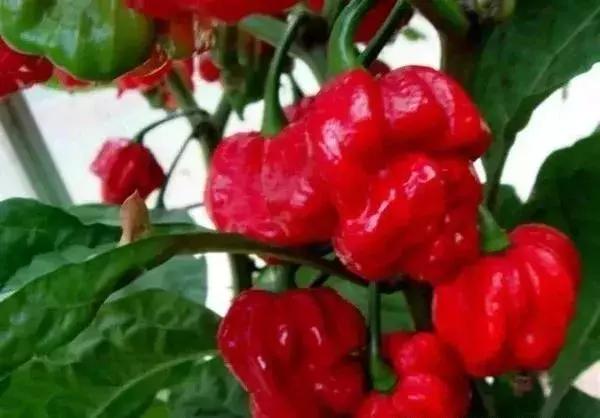 全世界辣椒排行榜前十,世界上十大辣椒排行榜