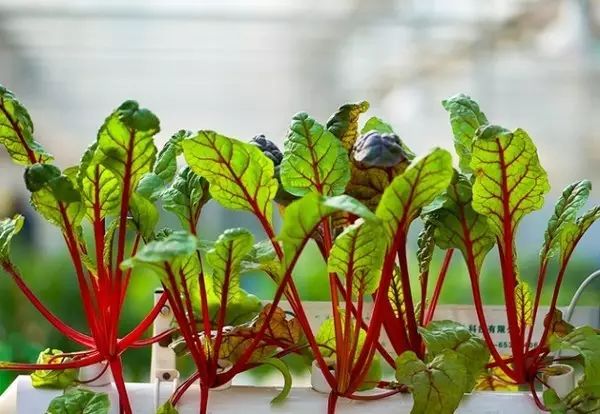 阿纳斯塔夏完整视频,阿纳丝塔夏种植方法