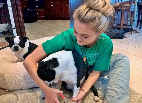 狗最怕什么这10种都是狗狗的天敌,对狗狗来说这7件事如同上刑