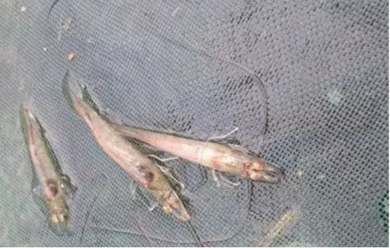 对虾病毒防控技术,对虾病毒如何防治