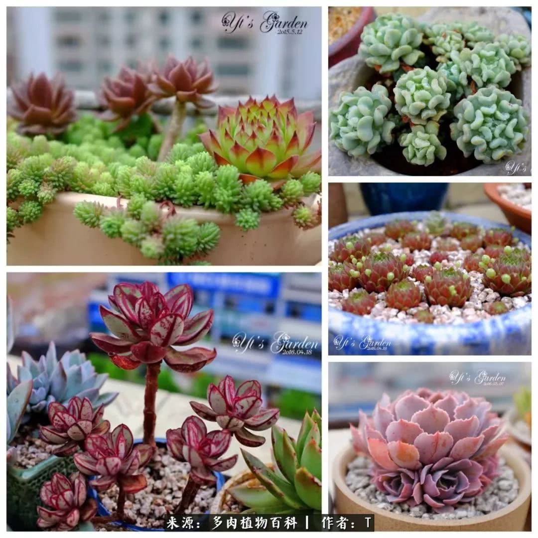 多肉还可以这样玩(上):八年养肉路剪影!