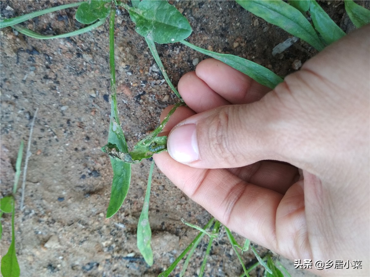 种植的菠菜根烂了怎么处理,菠菜虫害防治