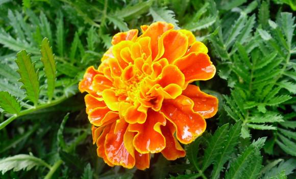 一直以来被人误解的植物,被误认成的花