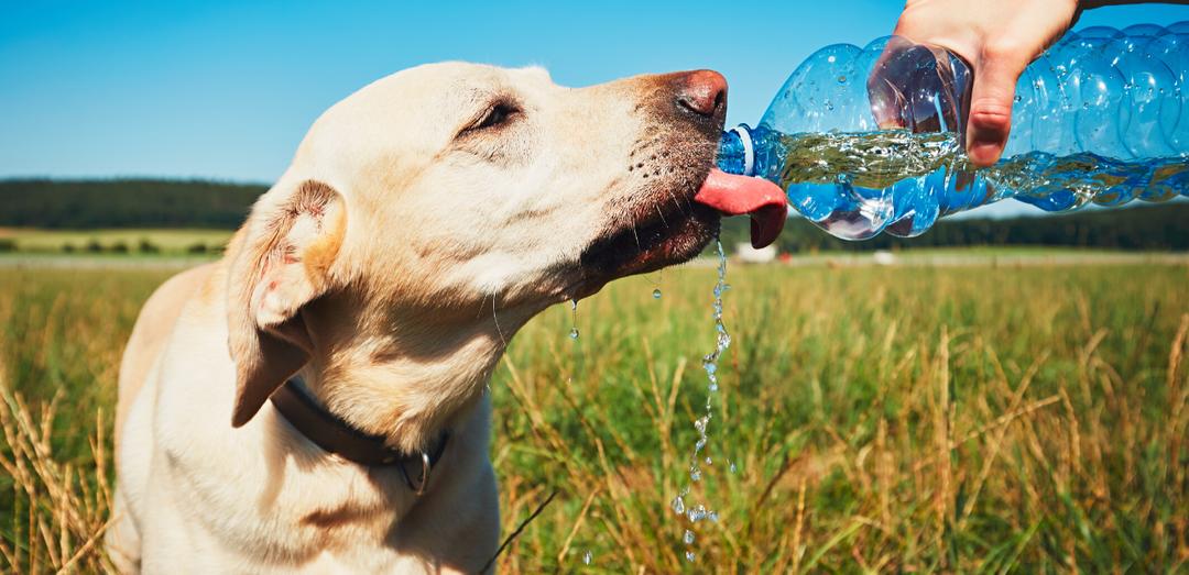 狗狗中暑放在空调房降温可以吗,狗狗中暑救完后再怎么处理