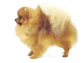 最受欢迎的四大宠物狗你养了吗,比较可爱乖巧的宠物狗有哪些