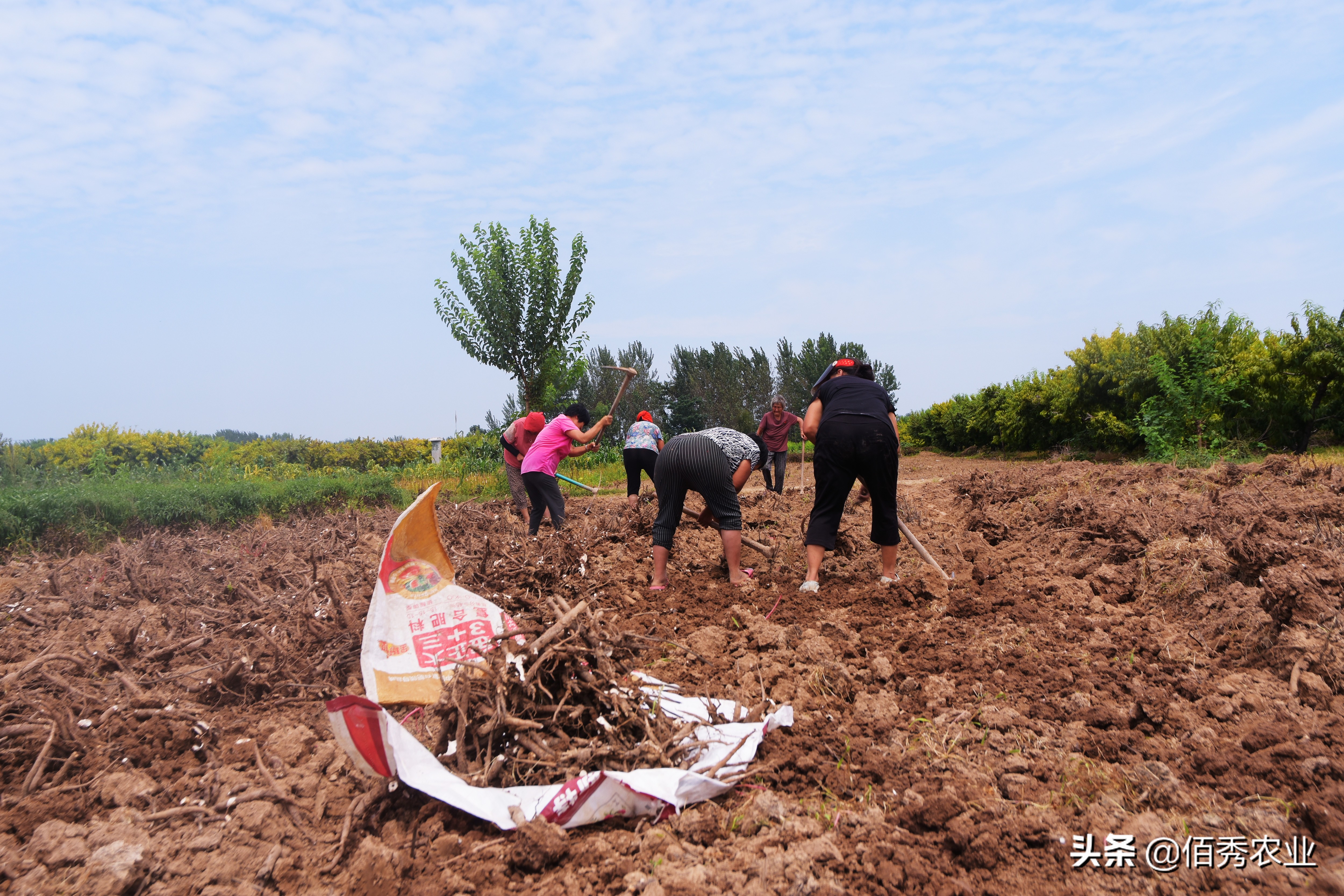未来5年种植什么药材赚钱,渭南地区种植中药材哪样最赚钱
