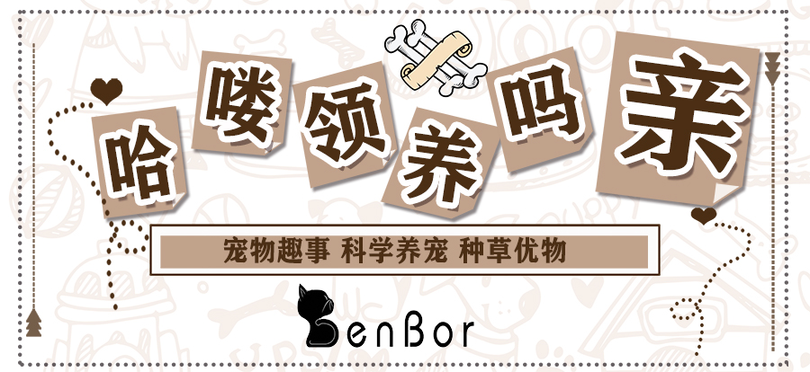 狗狗护食严重咬人怎么办,狗狗护食但是不咬人怎么纠正