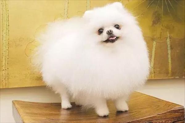 博美眼睛发炎？别担心，这个方法教会你