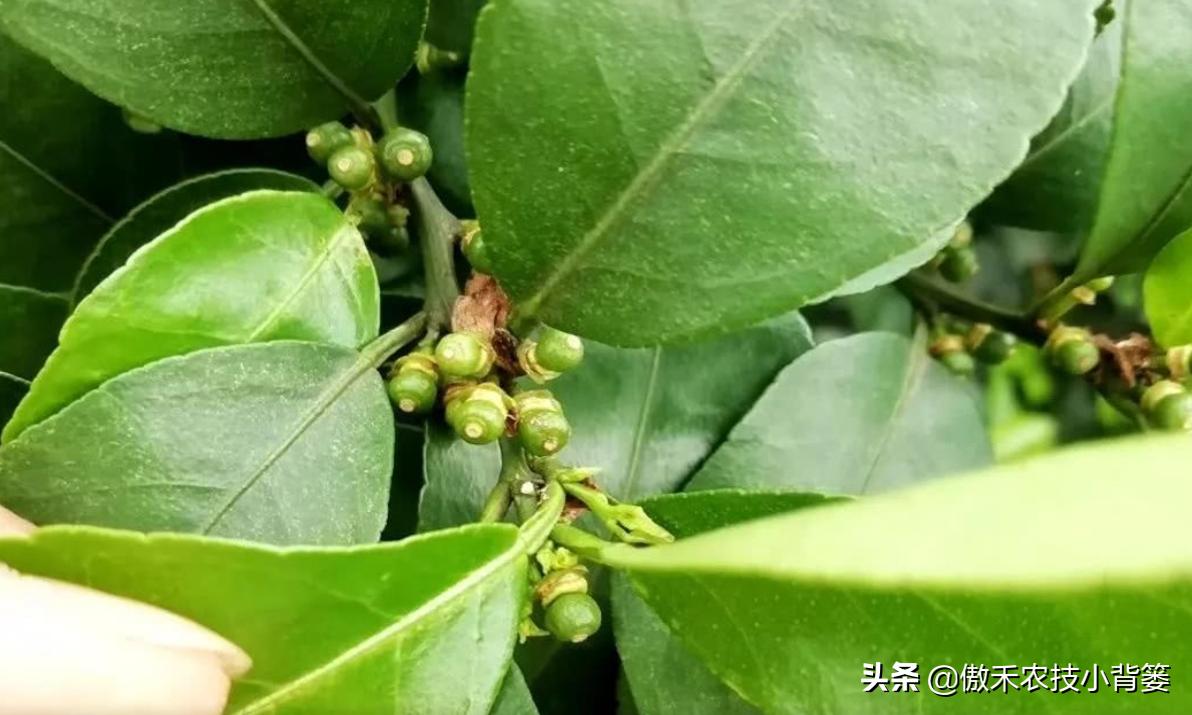 果树提高花芽分化的方法,果树花芽分化最佳方法