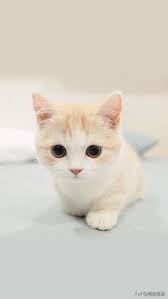 猫关节炎症状视频,猫得了关节炎怎么治