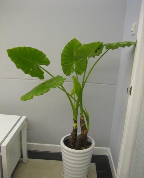 滴水观音施肥过后黄叶是怎么回事,土养滴水观音夏天黄叶怎么回事