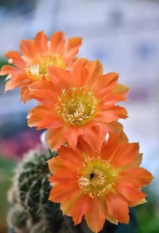 100种仙人球花图片,100种仙人球的品种视频