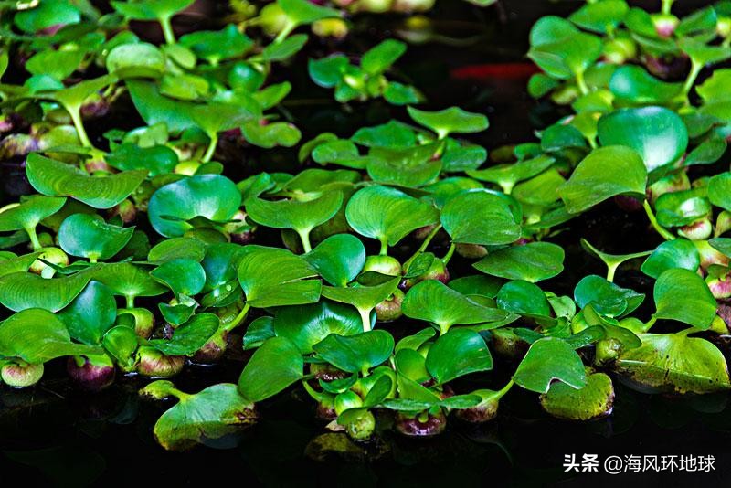 水葫芦在我国泛滥成灾说明了什么,南美洲水葫芦为什么没有泛滥成灾