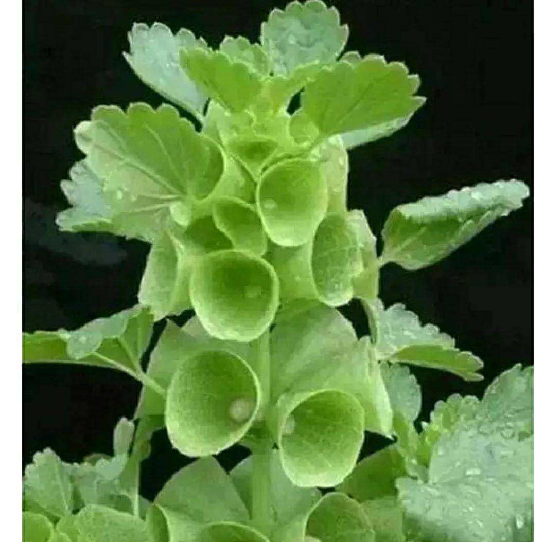 秋日私语：抬头一笑百媚生，美不惊人死不休的造型奇花