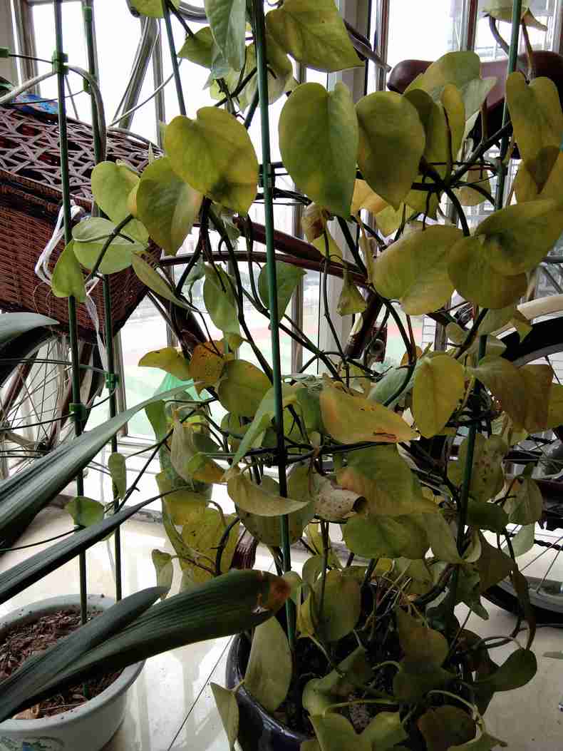 绿萝养护注意这五点叶子又绿又大,绿萝养护方法及注意事项