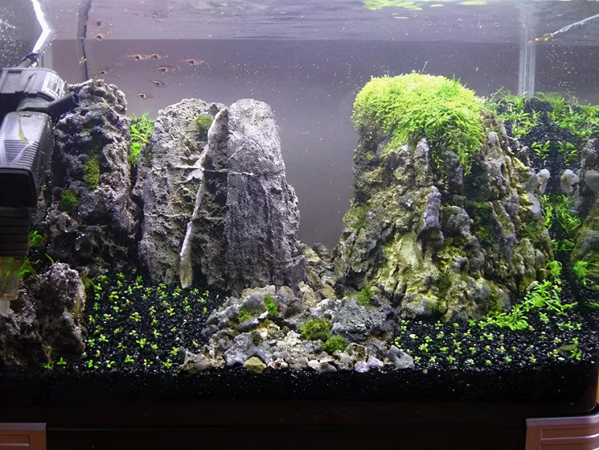 这个小缸太厉害了，佩服作者的养功