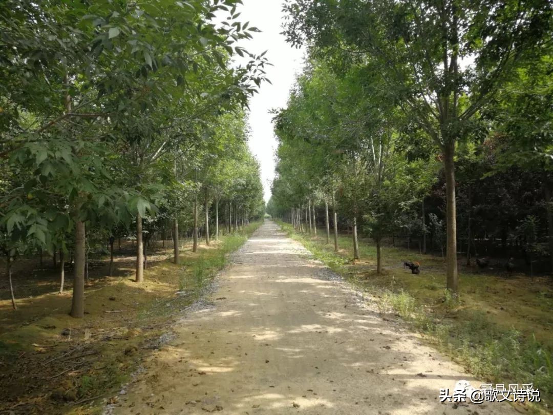 山东冠县精品苗木基地,冠县种植基地