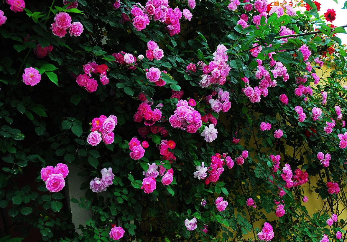 菊花在古代被古人称为什么之一,古代菊花的别称是什么