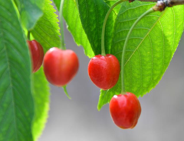 开封博爱网络樱桃节,博爱樱桃节是什么时候