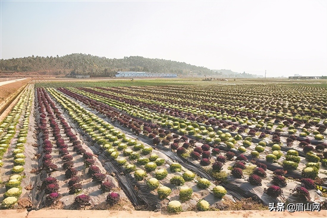 鍥涘窛鐪夊北閲嶇偣寤鸿,鍥涘窛鐪夊北澶嶅伐澶嶄骇