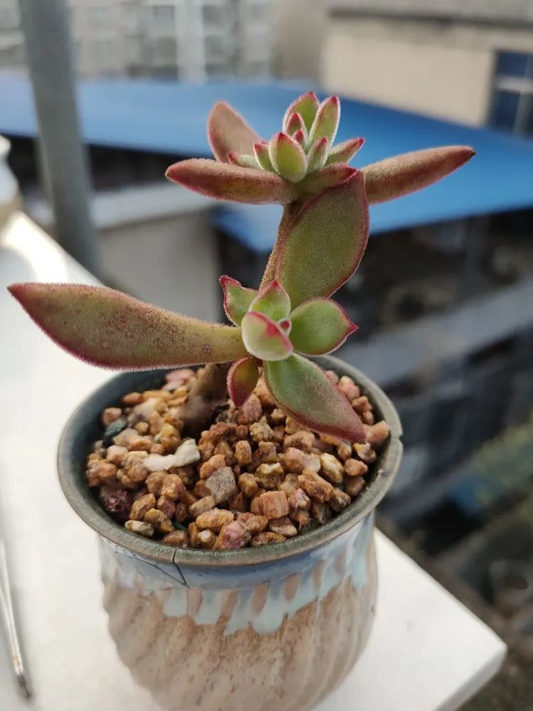 疫情期间在家欣赏多肉,疫情期间被多肉治愈