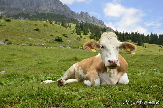 牛羊养殖趋势2024,今日热点牛羊养殖