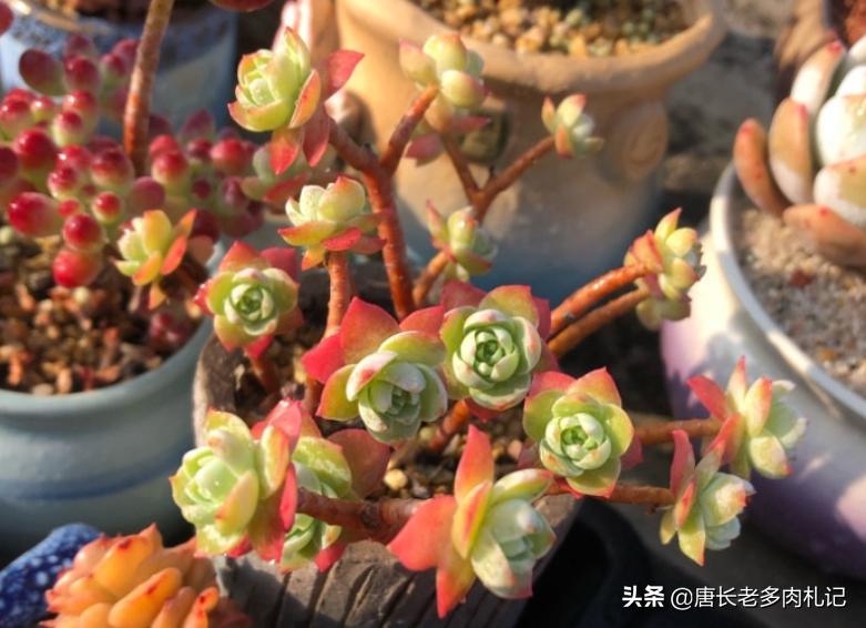 多肉上盆后一直不服盆怎么办,多肉阿伦培夏天上盆好服盆吗