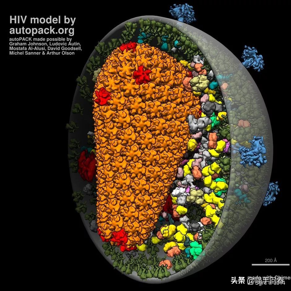 猫也有艾滋，不传人还可能不发病，关于“猫艾滋”你了解多少？