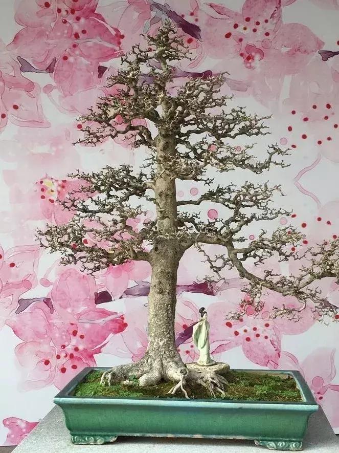 最值得收藏的六种盆景树种是哪种,常见的盆景树种有哪些