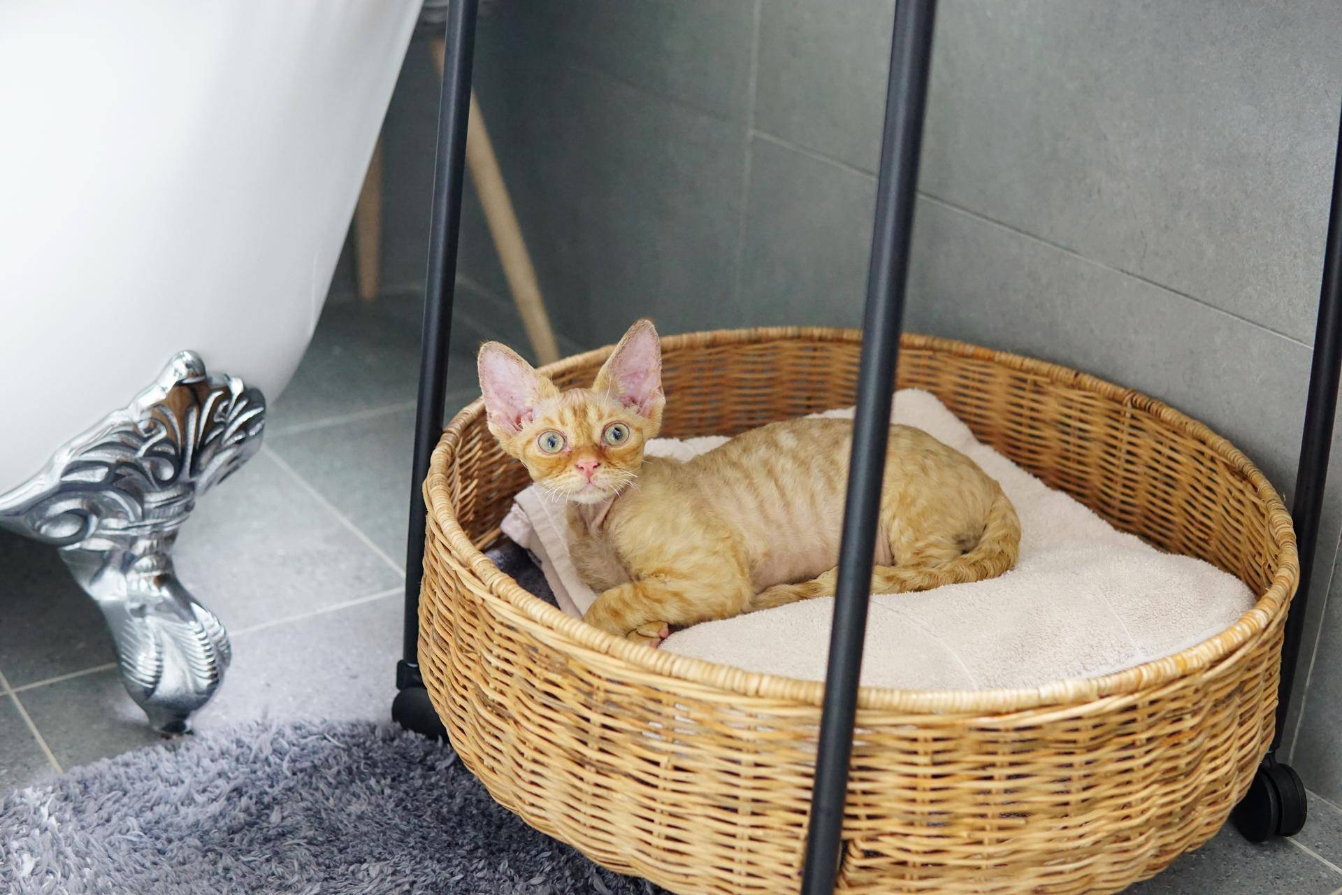 足浴泡脚桶有作用嘛,蓓慈大白泡脚桶使用教程