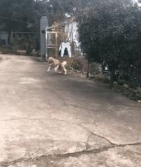 真鳄鱼皮鞋搞笑,鳄鱼皮鞋搞笑视频