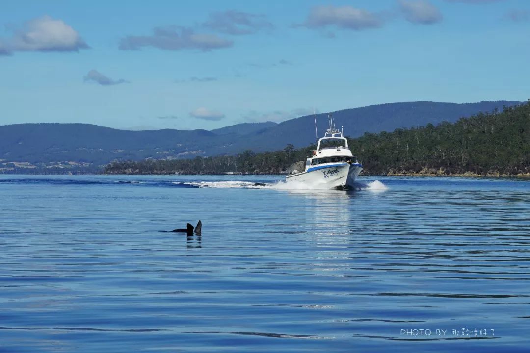 去哪里旅游可以看南极企鹅,旅游攻略南极看企鹅