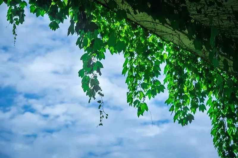 成都二环绿化,成都二环绿植视频