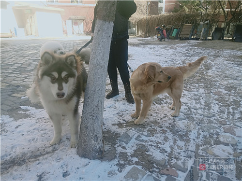 死了十多条狗两只鸡!长春亚泰桃花苑宠物死亡数量增加