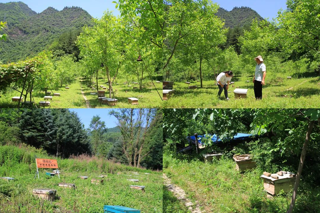 学会这3个小方法轻松买到真蜂蜜,一分钟带你如何辨别蜂蜜